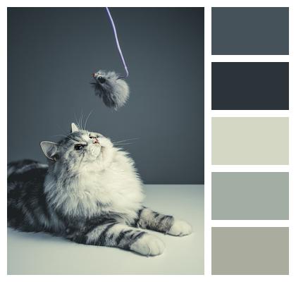 Black Grey Cat Persian Breed Image